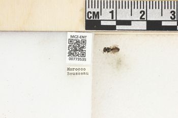 Media type: image;   Entomology 773535 Aspect: Labels